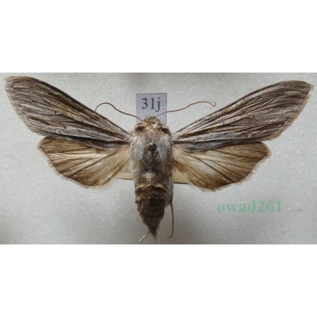 Cucullia umbratica (Linnaeus, 1758) Kapturnica mleczówka Czech31j